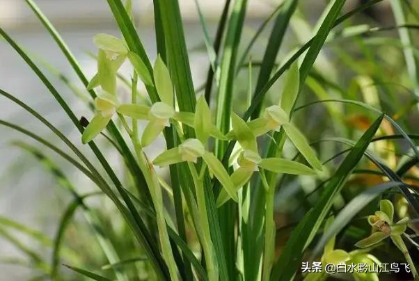 春剑和剑兰哪个品种比较贵一点,春剑和剑兰有哪些区别