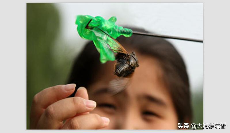 童年的记忆抓知了,体验儿时抓知了