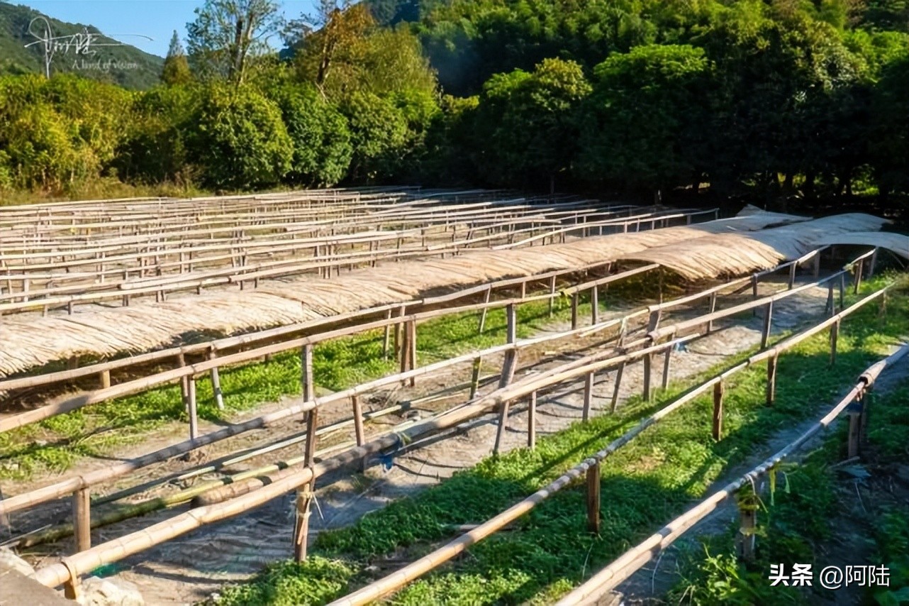 无意间路过太公堂村,邂逅了余杭“竹”功夫,人文风景挺不错