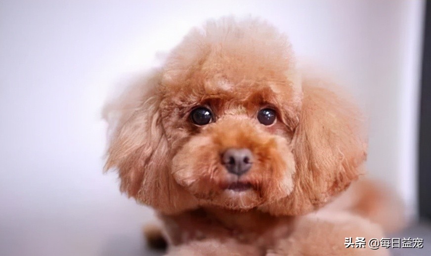 买泰迪注意事项和禁忌,买泰迪的时候需要注意些什么问题