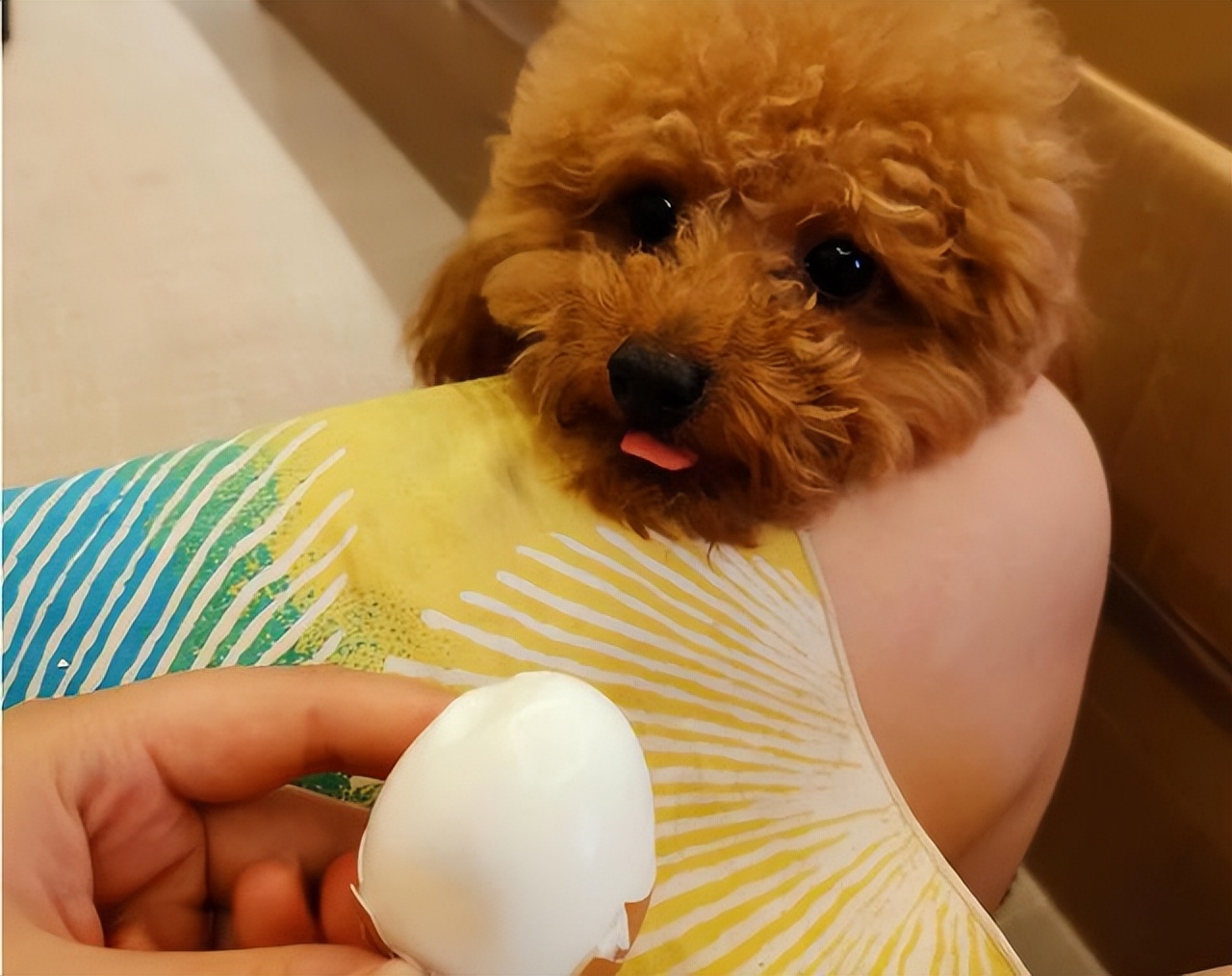 贵宾犬颜色越来越浅怎么办,贵宾毛越来越黄怎么回事