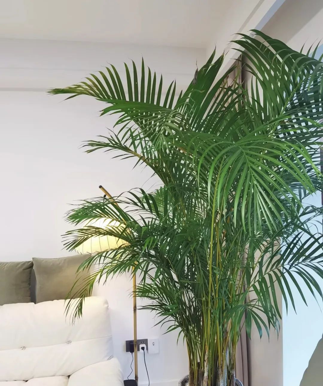 绿植不怕冻客厅,10种不怕太阳晒的盆栽绿植