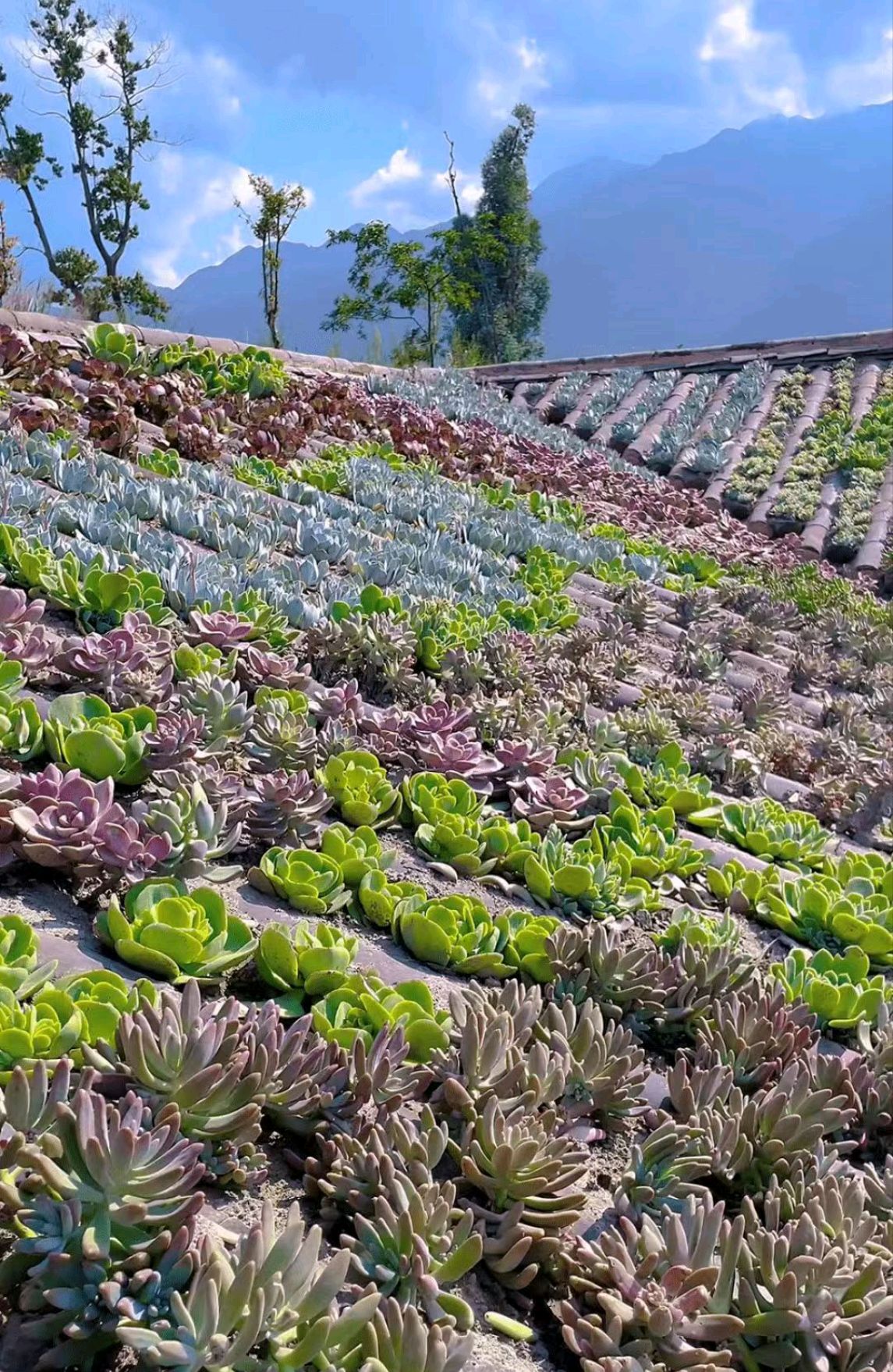 楼顶多肉的变化图,以前屋顶的多肉