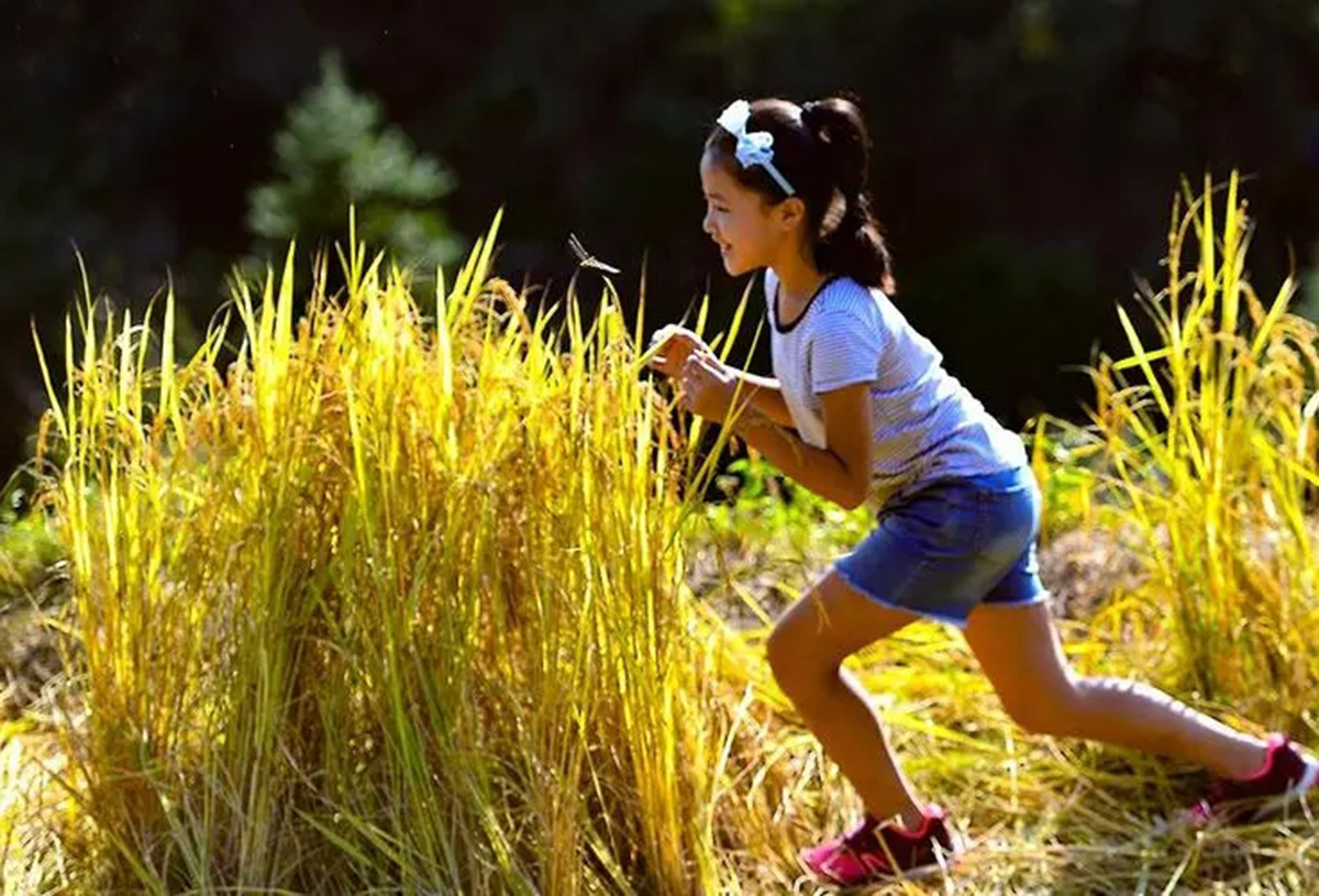 蜻蜓为什么能活过四次大灭绝,为什么现在很少见成群的蜻蜓