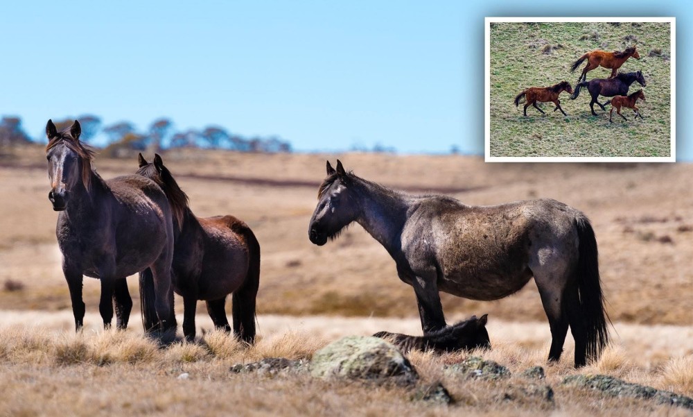 澳大利亚野马泛滥成灾,澳大利亚野马现状