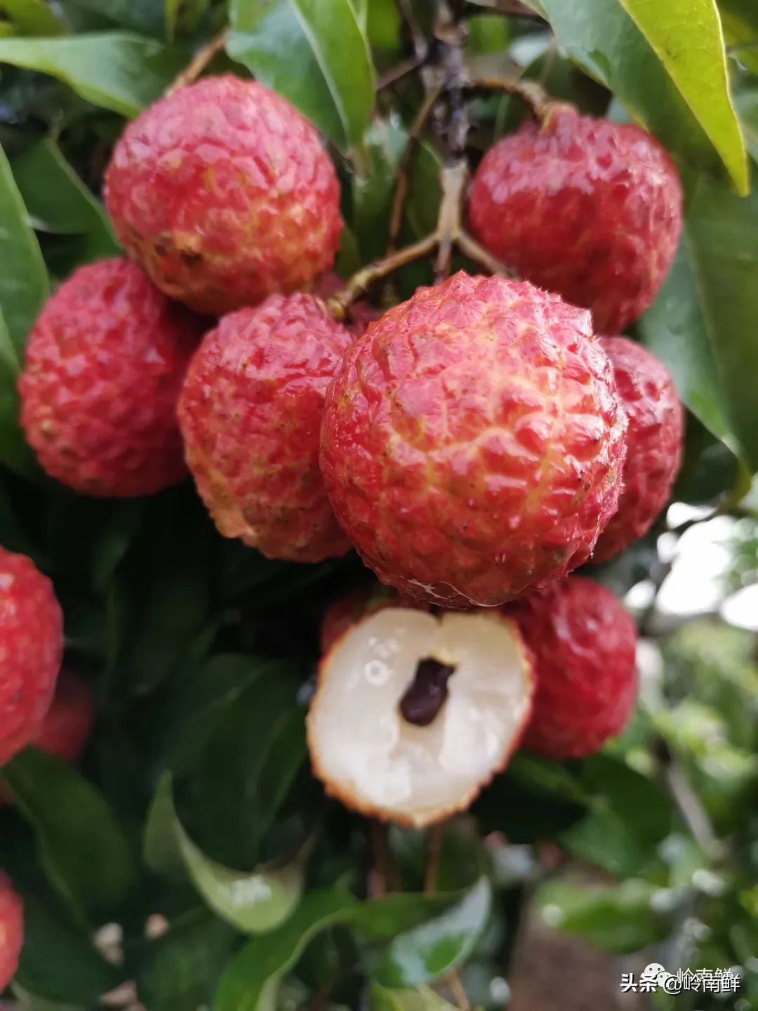全球最好吃的荔枝在哪里,荔枝哪个品种最好吃