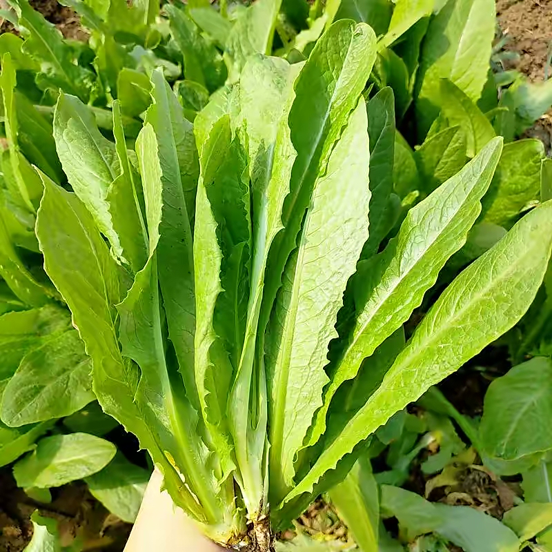 阳台种菜种什么最好活,阳台种菜种哪些长得比较快