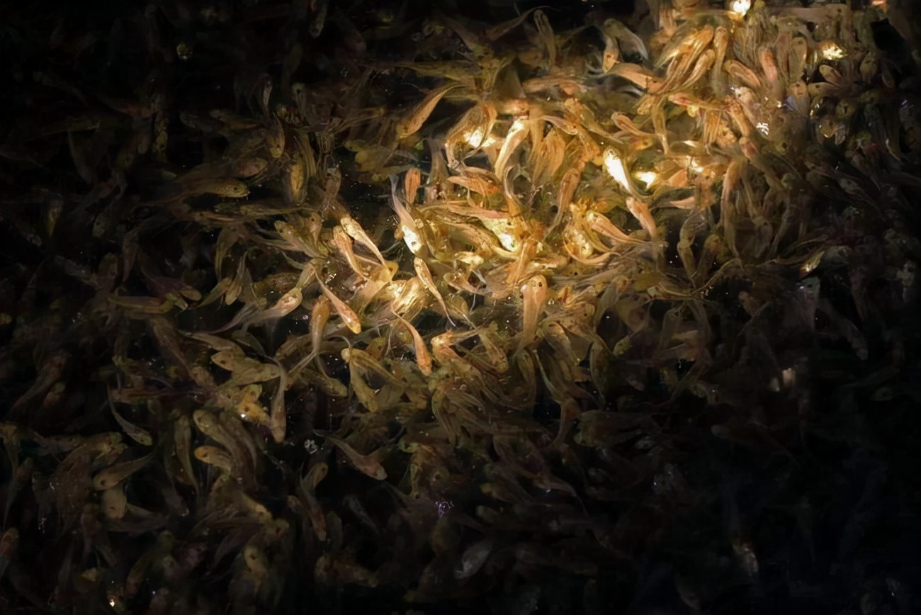 渔民捕到7斤大黄鱼卖出4万多元,渔民一网捕近5000斤野生大黄鱼