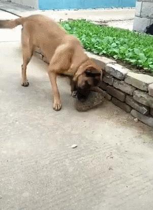 农村最适合看家护院的土狗,什么狗镇宅又好养