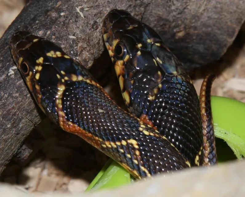 「原来欧洲有这么多种蛇？！」偷师卡塞尔的豢龙大师·下