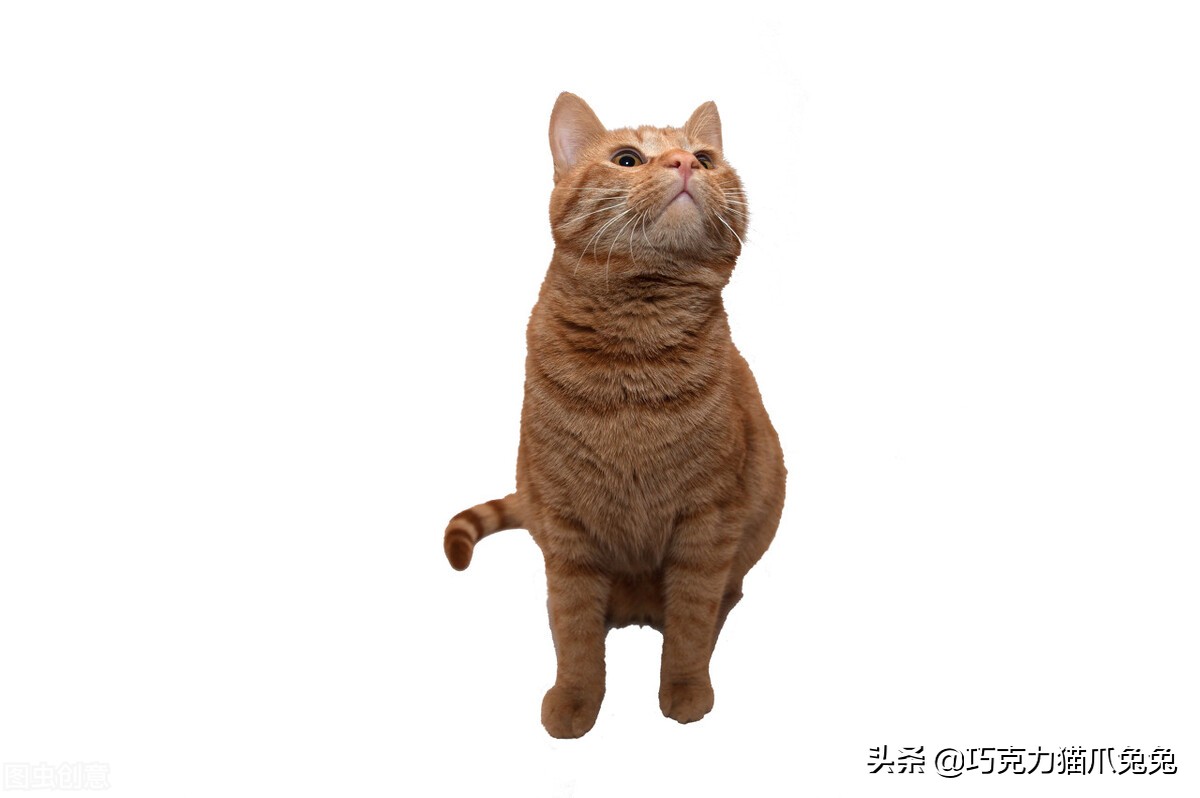 养猫感觉喉咙有毛,养猫感觉屋里味道难闻有危害