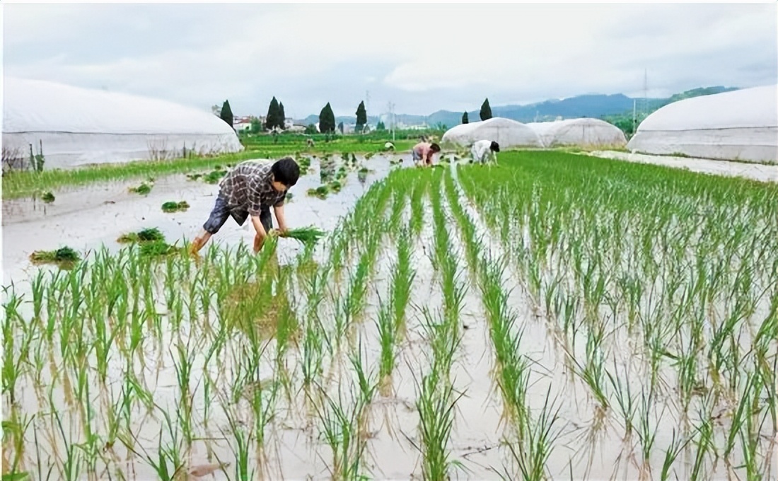 “开秧门”与“关秧门”有什么区别？当年的插秧能手有多吃香？