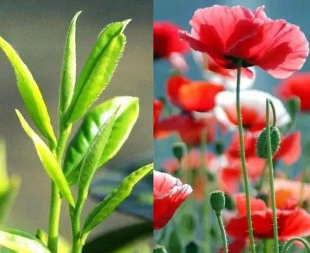 白银帝国，大黄禁运、贸易战、茶叶战，曾经的清朝贸易战有多牛？