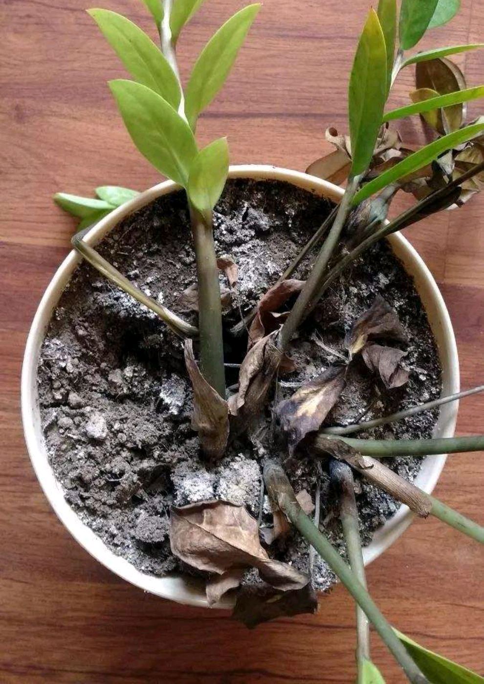 被水浇死的盆栽,容易浇死的植物