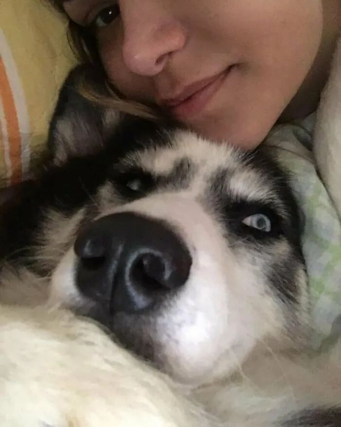 黑心狗厂逼迫反复生育至瘫痪的哈士奇，被拯救后活成了小公主