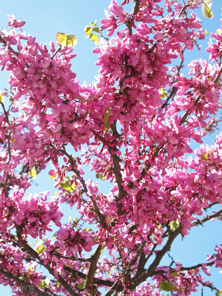 玫瑰花是爱情的象征还是祝福,玫瑰花表达爱情的最佳象征