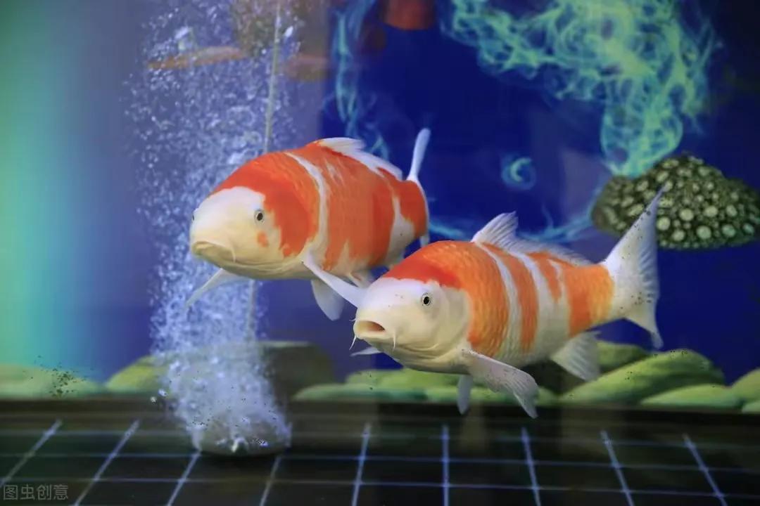 养鱼新手选上过滤还是下过滤,新手养鱼买怎样的过滤又便宜又好