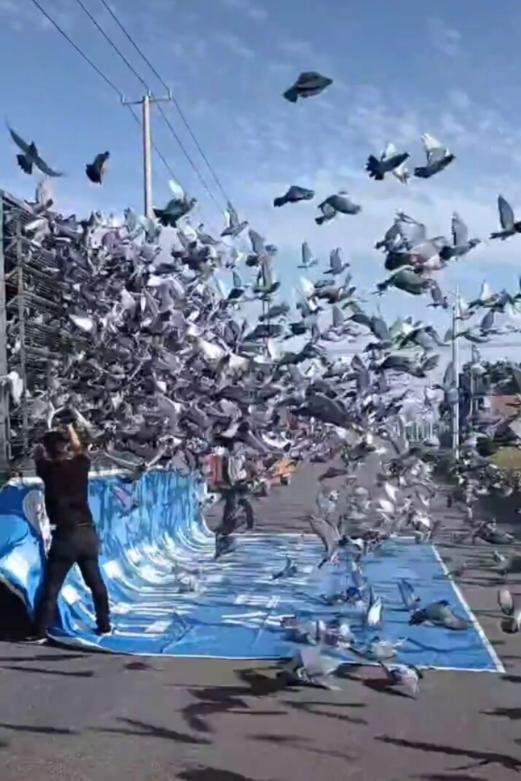 信鸽比赛时回来受伤了怎么治疗,信鸽公棚赛结束后信鸽怎么处理