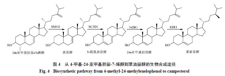 植物甾醇的研究与分析,植物甾醇的生理功能及应用