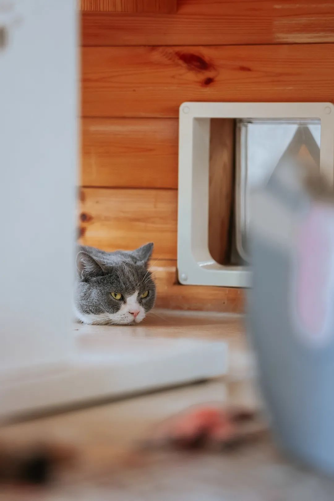 社恐小猫咪的安全感,社恐小猫咪为什么突然想出门了