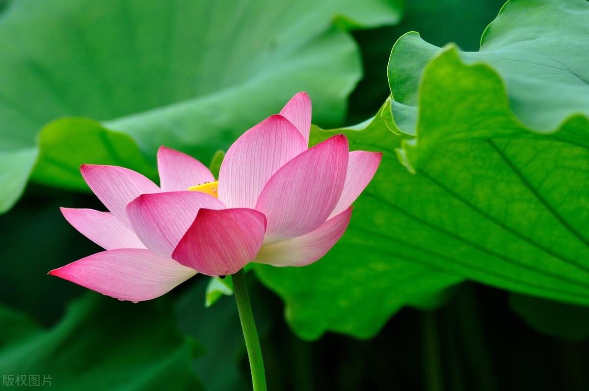 议论文写作技巧及套路分析,议论文应该如何去写作