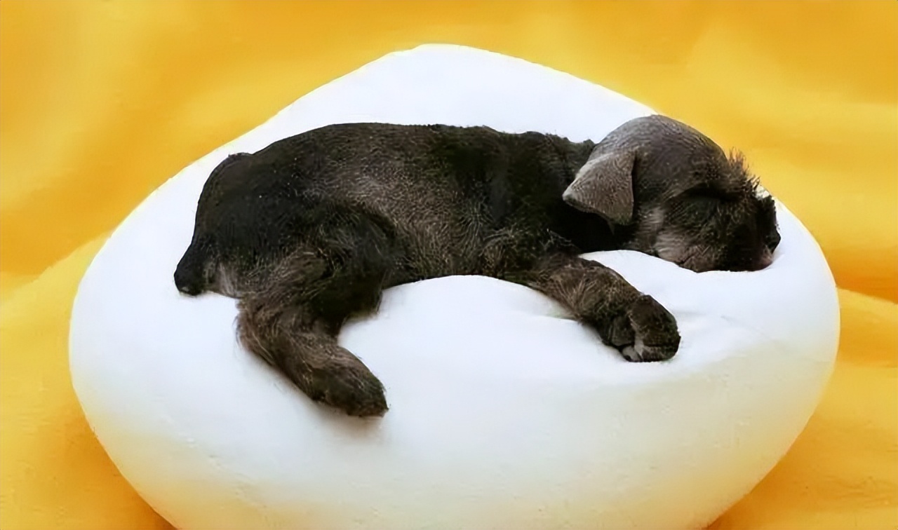 狗子体臭很严重怎么办,狗子臭了脏了怎么办