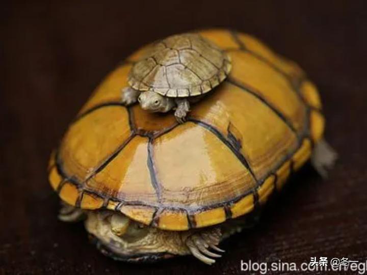 乌龟初学者,乌龟新手入门教程视频