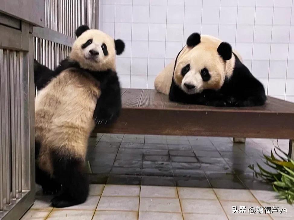 那些证明福宝是人的证据——毛皮大衣下是个小人精