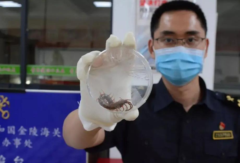 盘点全球剧毒的蜈蚣,中国海关查获巨大蜈蚣