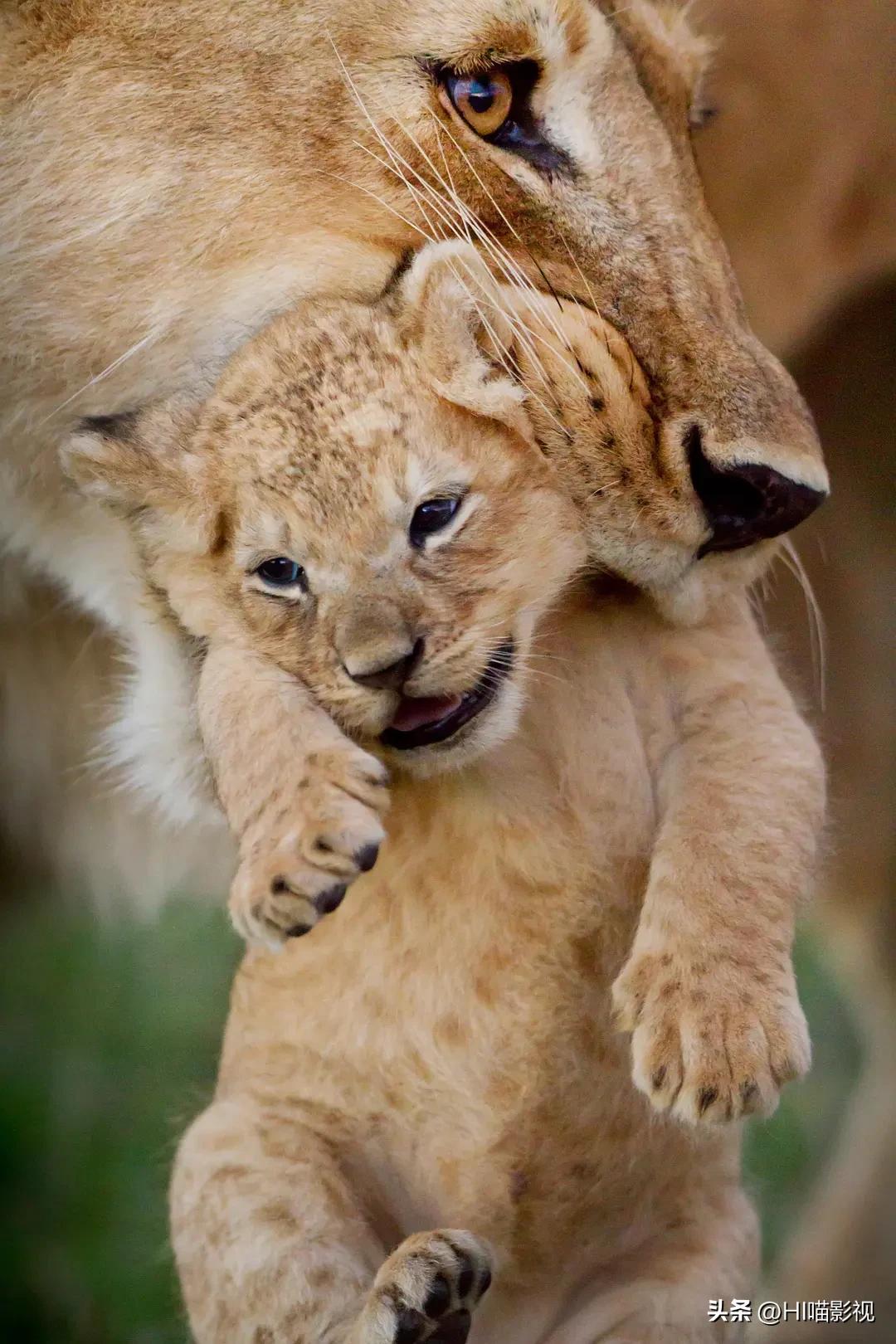 提高认知增长知识的高分纪录片,孩子必看的5部纪录片
