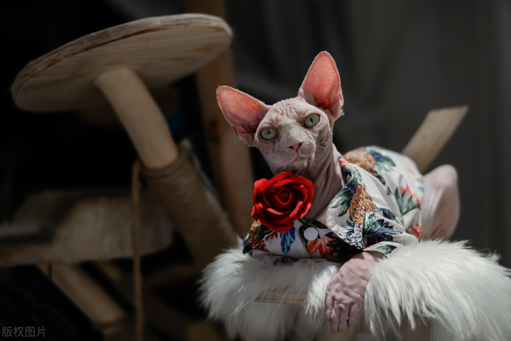 带无毛猫去宠物店洗澡,无毛猫不洗澡会生病吗