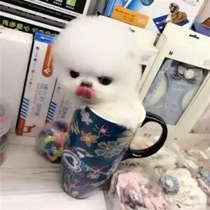 养茶杯犬如何才养不死,茶杯犬好养吗寿命长吗