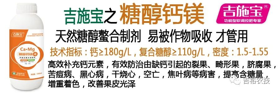 辣椒烂果怎么治疗最快,盆栽辣椒结果后烂果