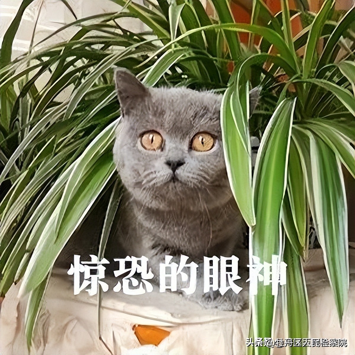 家人赌博应该帮他还赌债吗,因为赌博欠下了赌债离婚