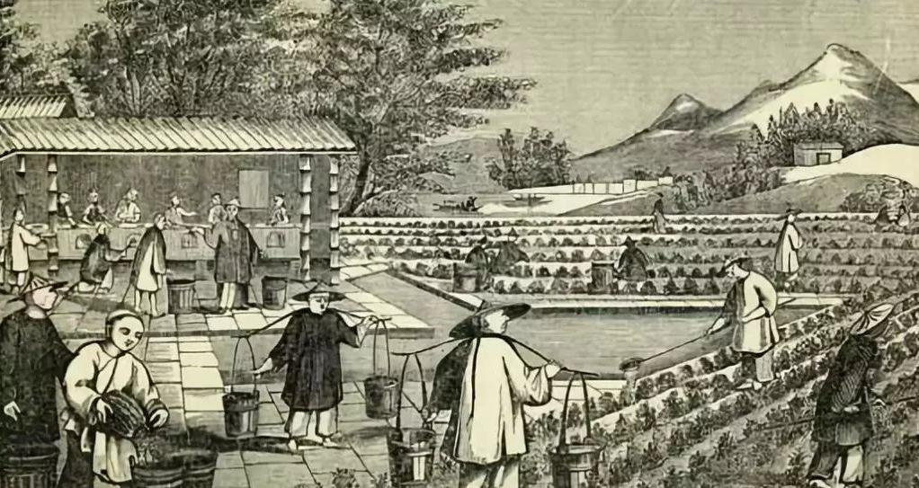 盐作为生活必需品，在古代，盐商的经济活动及其影响又是怎样呢