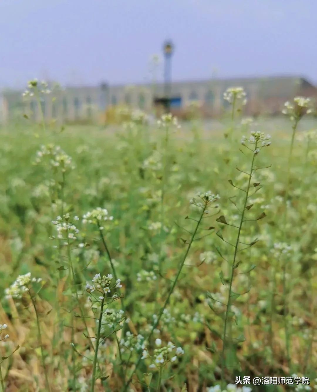 当洛师邂逅43种中国传统色……