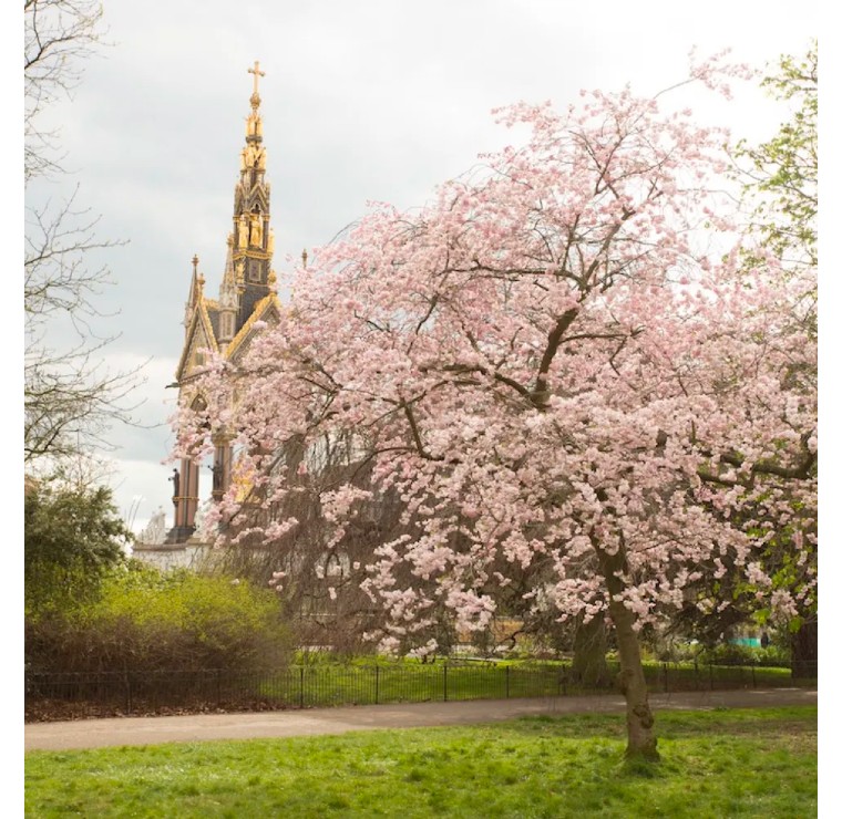 伦敦3月樱花,伦敦樱花季