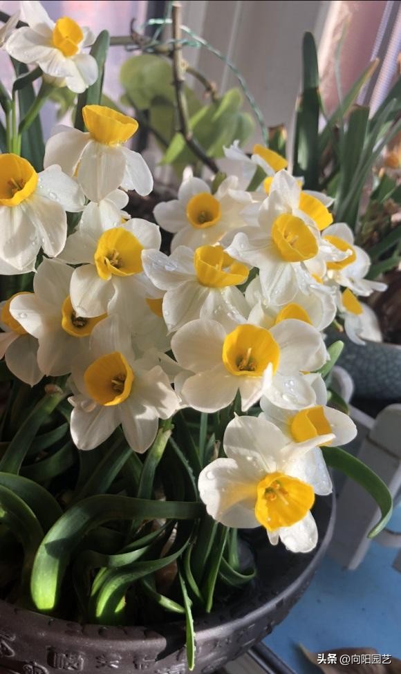 水培水仙没开花改土培水仙,水仙土栽和水培哪个开花早