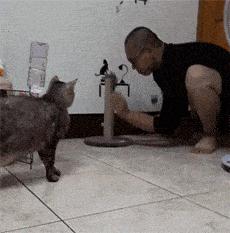 网友画“壁虎”想耍耍自家猫，可没想到…把全网的猫都给骗了