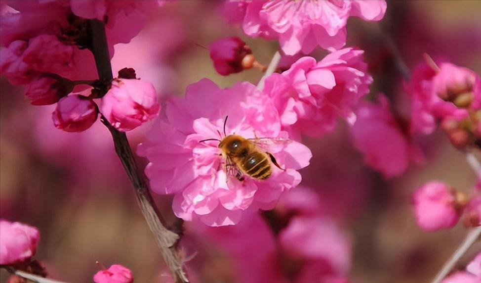 乳腺癌发现得早需要切除乳房吗,面对乳腺癌的正确方法