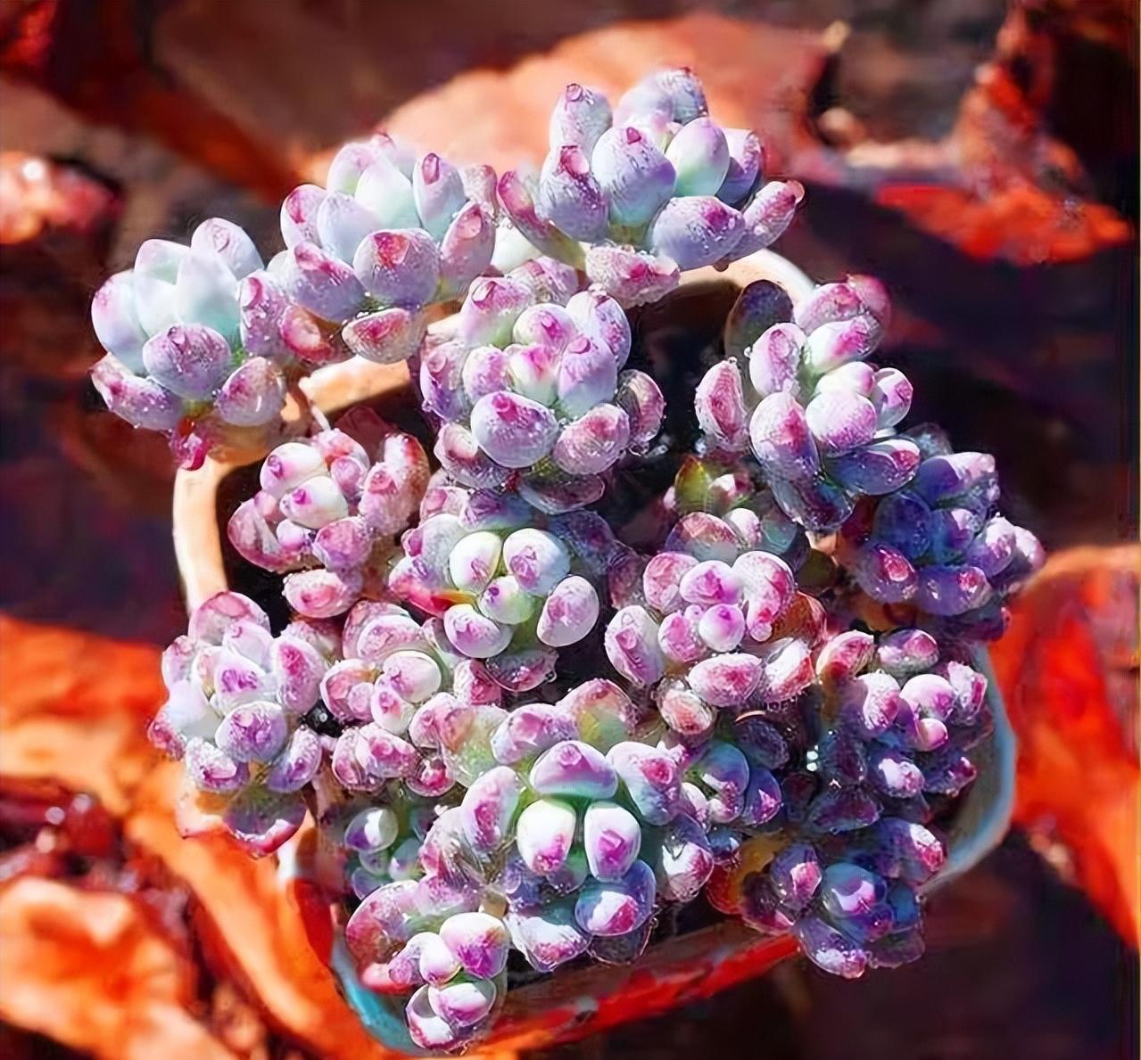 都说多肉漫画汤姆很娇气,我偏偏就不信,夏天也要丢在外面全露养