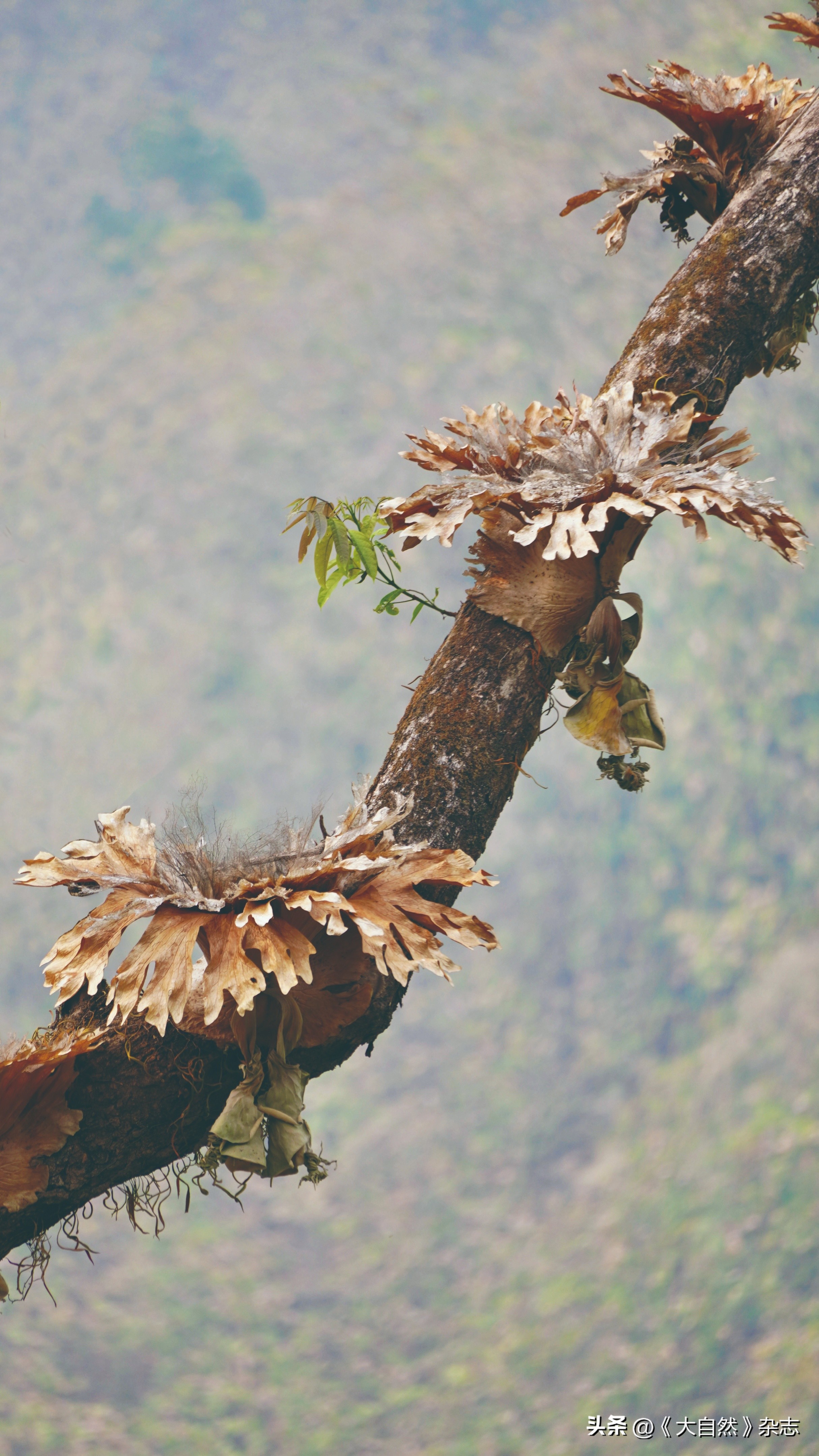 林深时见“鹿”，解谜鹿角蕨
