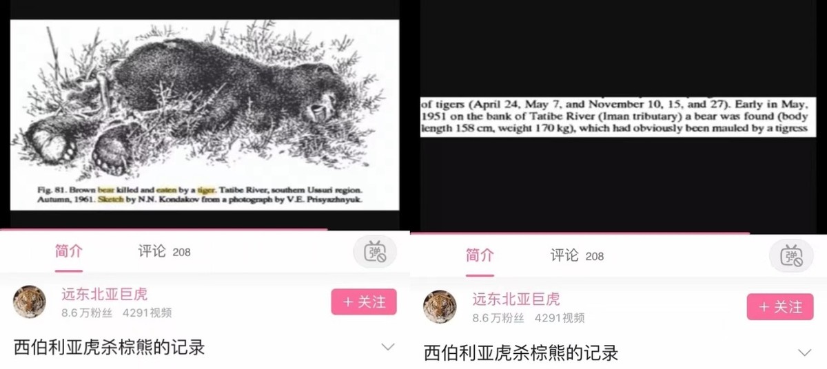 老虎和棕熊同等体重谁厉害,同等体型体重的老虎和狮子谁厉害