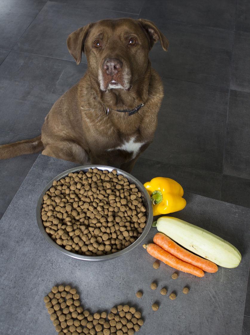 狗为什么会闻屁屁,两狗见面怎么能看出哪个凶