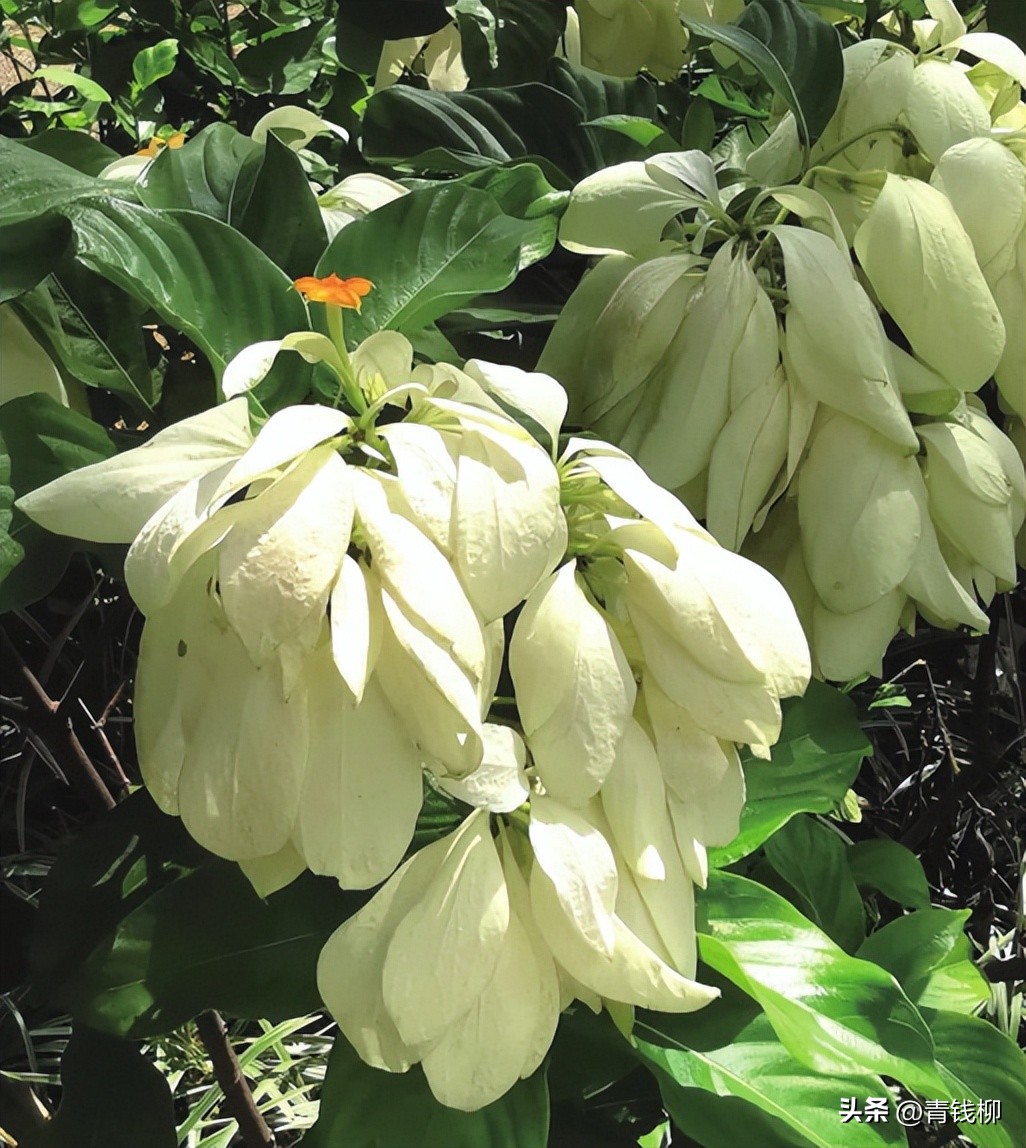 独家揭秘南国花城夏季四季惊艳