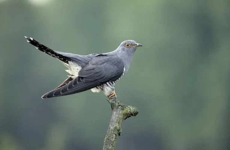 杜鹃鸟鸠占鹊巢是真实的吗,杜鹃鸟鸠占鹊巢同归于尽