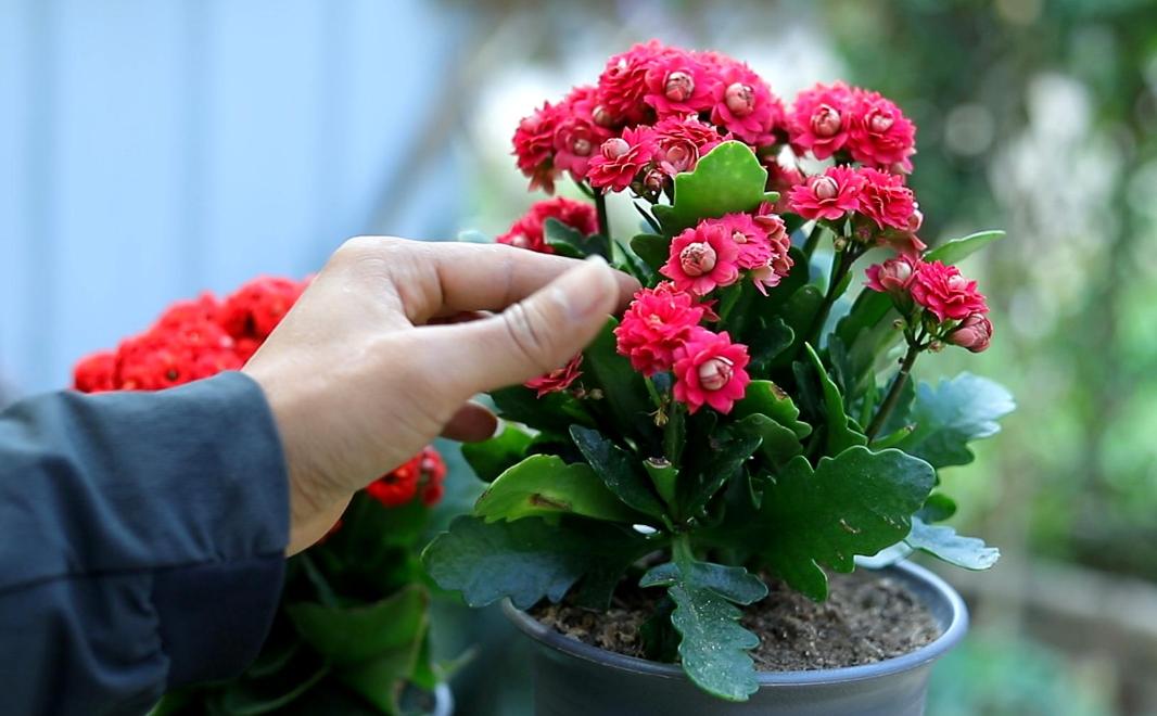 园艺花卉长寿花,花卉长寿花怎样才可以开花呢