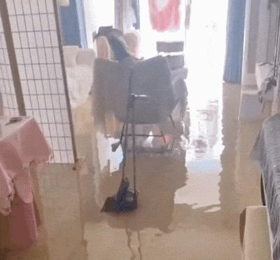 淘气猫咪做坏事,猫咪偷偷开闸放水把家淹没