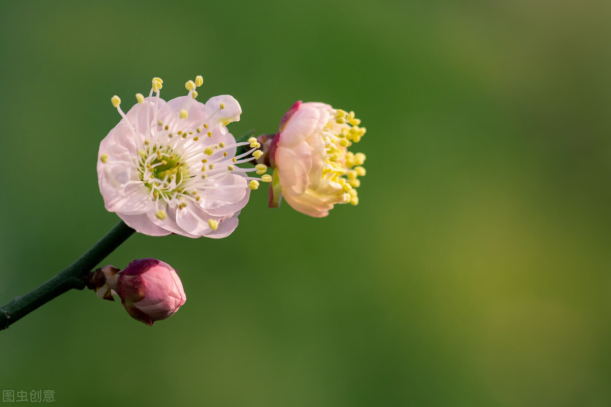 治疗睾丸潮湿的中药小偏方,治睾丸潮湿中药方