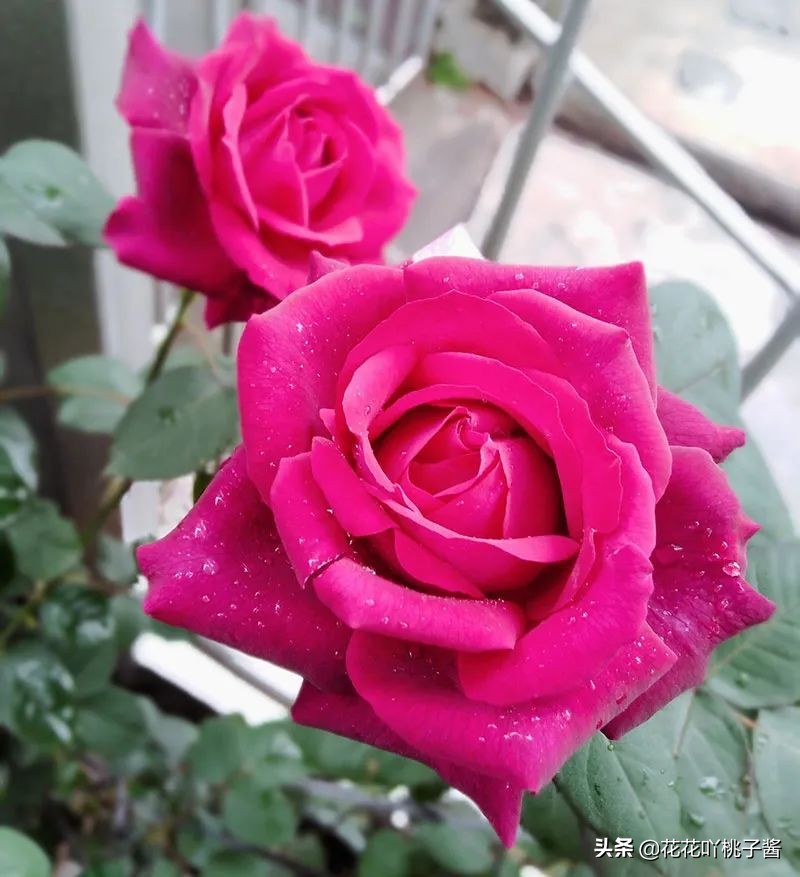 耐阴的月季花品种推荐,抗晒花不散的四季开花月季